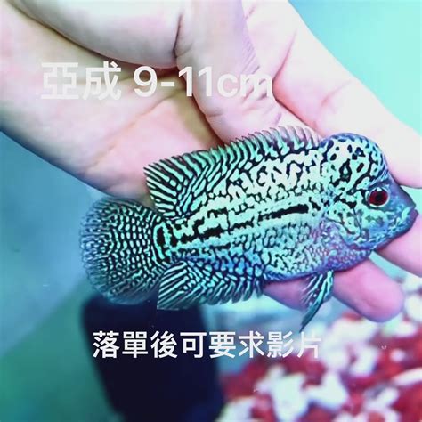 花羅漢價錢|泰國金花羅漢魚